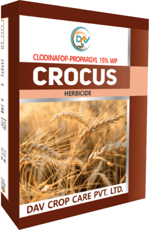 CROCUS