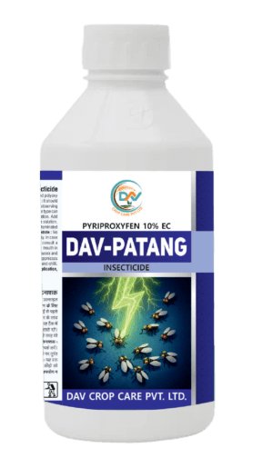 DAV-PATANG